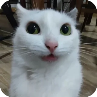 😨 emoji かわいい猫  @Kskskzss Telegram sticker 17 of 43