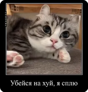 Sticker from Комару пак :: @romkichh