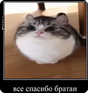 Sticker from Комару пак :: @romkichh