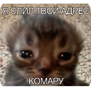 Sticker from Бибус