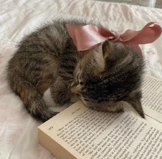 Sticker from little kittens 🎀