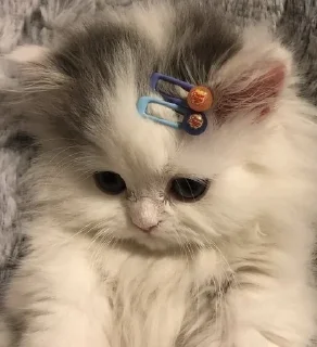 Sticker from little kittens 🎀