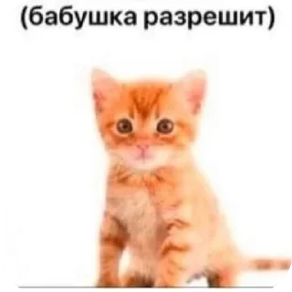 Sticker from kitty