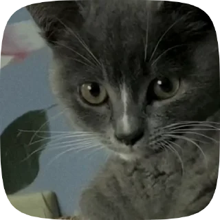 😢 emoji больше стиков @poshlstiker Telegram sticker 5 of 45