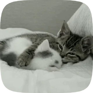 🐾 emoji больше стиков @poshlstiker Telegram sticker 8 of 45
