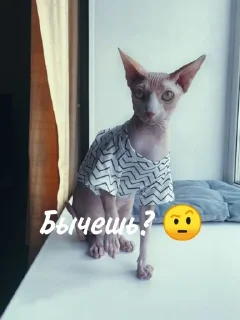 Лыси пон sticker 2