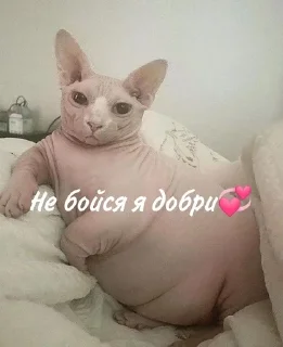 Лыси пон sticker 4