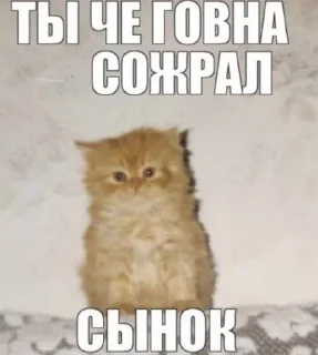 Sticker from котики✨(мат)