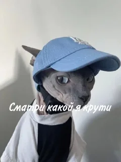 Лыси пон sticker 1