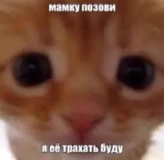 Sticker from котики✨(мат)
