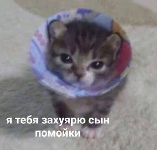 Sticker from котики✨(мат)