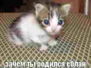 Sticker from котики✨(мат)