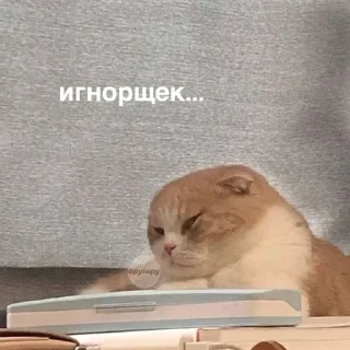 🌟 emoji коти^^) Telegram sticker 11 of 63
