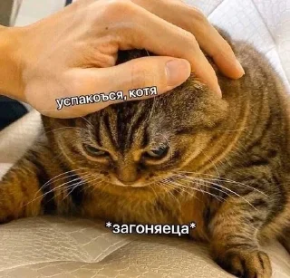 🌟 emoji коти^^) Telegram sticker 6 of 63