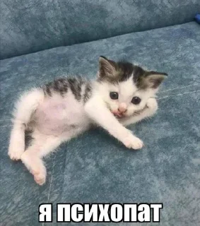 🌟 emoji коти^^) Telegram sticker 17 of 63
