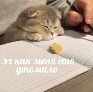 🌟 emoji коти^^) Telegram sticker 13 of 63