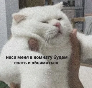 🌟 emoji коти^^) Telegram sticker 10 of 63