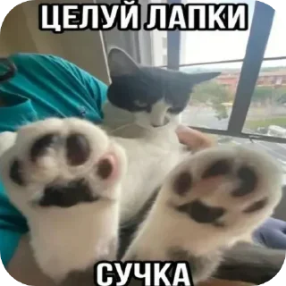 Sticker from Котеке