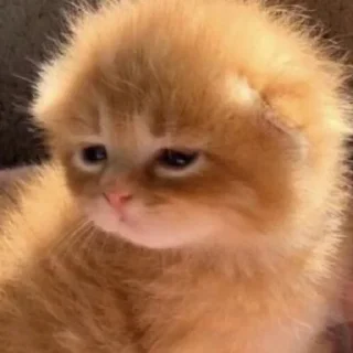Sticker from Котейки