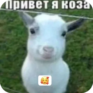 Sticker from привет я коза