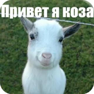 Sticker from привет я коза
