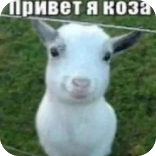Sticker from привет я коза
