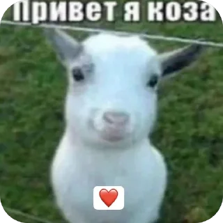Sticker from привет я коза
