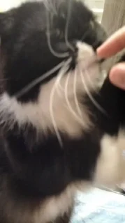 Sticker from Cat..