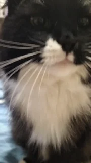 Sticker from Cat..