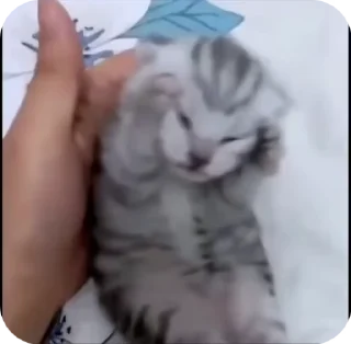 Sticker from КОТИКИ ДЛЯ КОТЯТ!!!