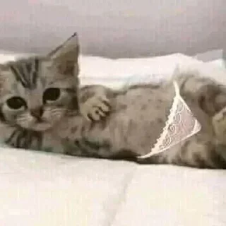 Sticker from Котята для котят