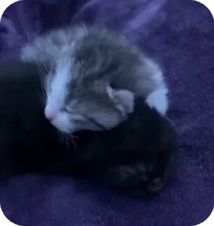 Sticker from КОТИКИ ДЛЯ КОТЯТ!!!