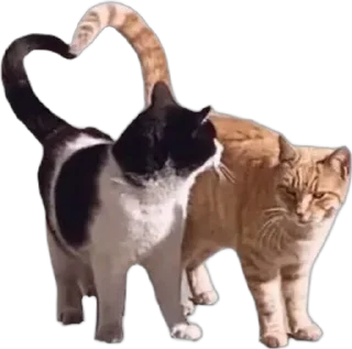 ❤️ emoji для котят🦋 Telegram sticker 8 of 41
