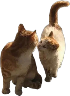 💋 emoji для котят🦋 Telegram sticker 15 of 41