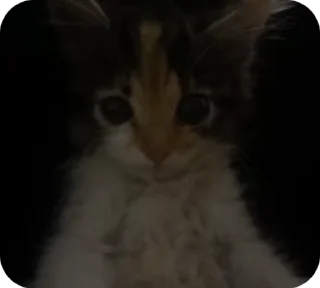 Sticker from КОТИКИ ДЛЯ КОТЯТ!!!