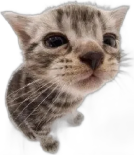 🥺 emoji для котят🦋 Telegram sticker 21 of 41