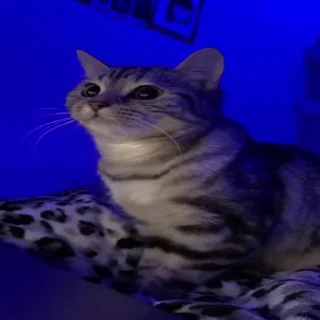 Sticker from Котята для котят
