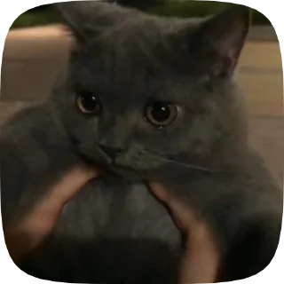Sticker from Больше стикеров тут: @allstickers_tg
