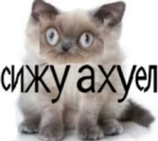 Sticker from Жирная шаурма