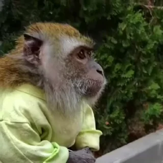 🐵 emoji окак Telegram sticker 7 of 119