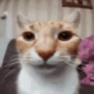 😶 emoji окак Telegram sticker 13 of 119