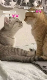 💞 emoji версикл миланочка Telegram sticker 22 of 23