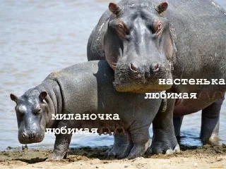 🫶 emoji версикл миланочка Telegram sticker 11 of 23