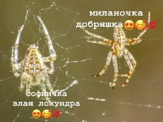 😍 emoji версикл миланочка Telegram sticker 19 of 23