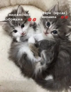 💘 emoji версикл миланочка Telegram sticker 20 of 23