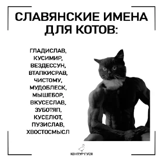 🐱 emoji @STICKRULE <- БОЛЬШЕ Telegram sticker 9 of 100