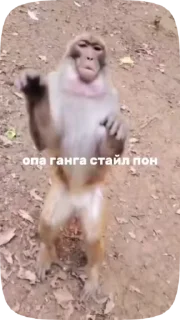 🌟 emoji Заказать стикеры - @Megabradok Telegram sticker 19 of 34