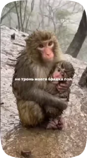 🌟 emoji Заказать стикеры - @Megabradok Telegram sticker 4 of 34