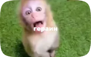 🌟 emoji Заказать стикеры - @Megabradok Telegram sticker 22 of 34