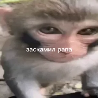 Sticker from Бибизянке @bibizyani100